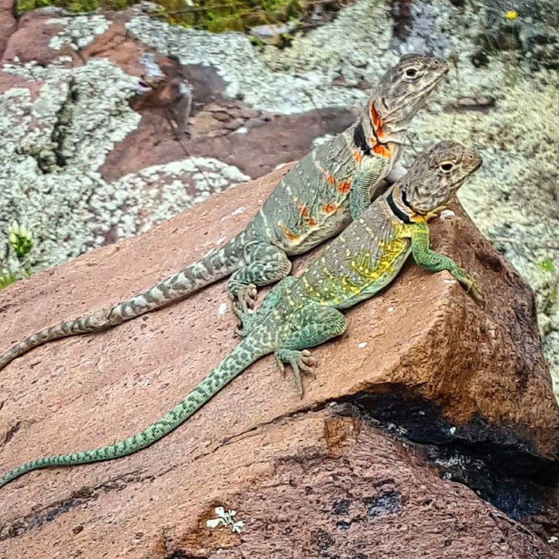 collared lizard